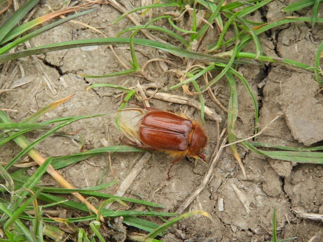 Holochelus aequinoctialis - tavaszeleji cserebogár