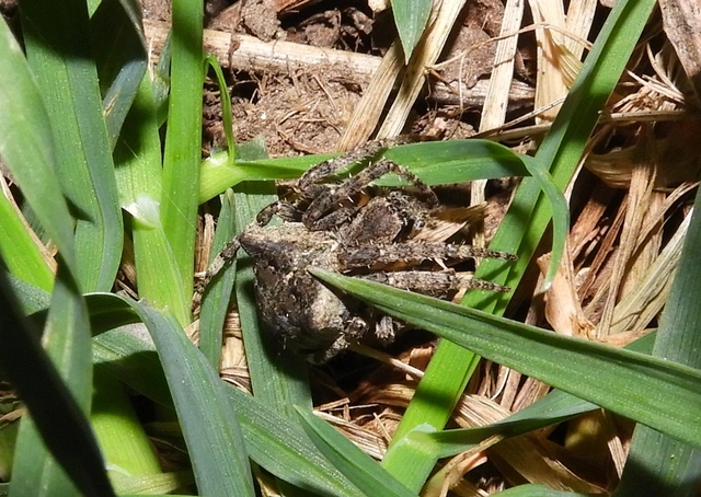 Araneus circe/angulatus