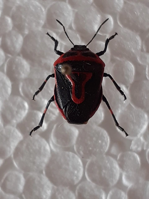 Perillus bioculatus