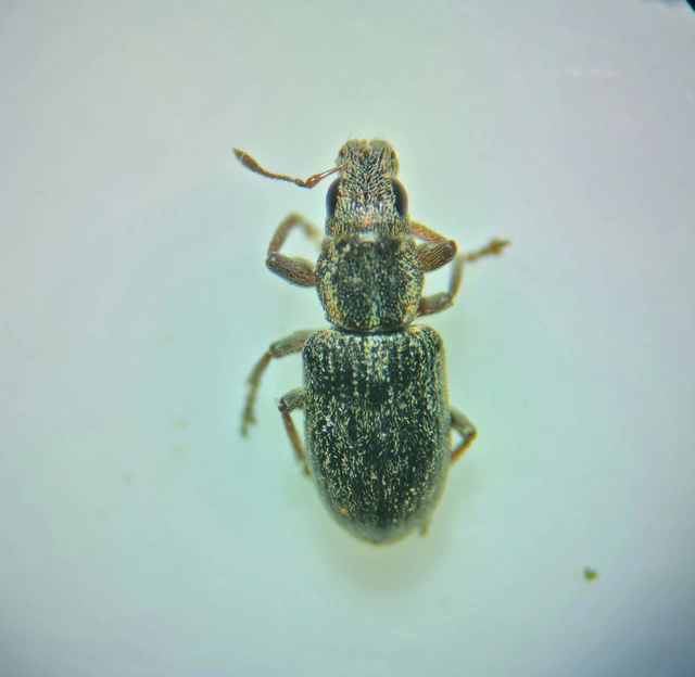 Sitona lateralis - iglice-csipkézőbogár
