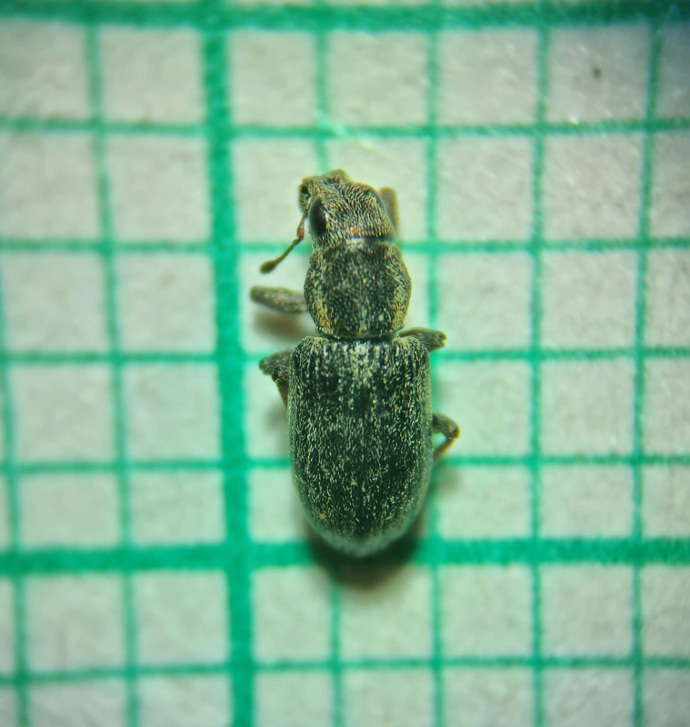 Sitona lateralis - iglice-csipkézőbogár