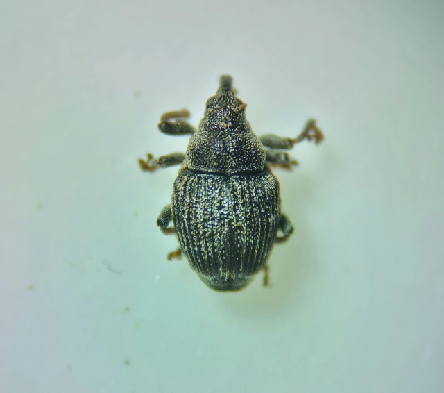 Nedyus quadrimaculatus - közönséges csalánormányos