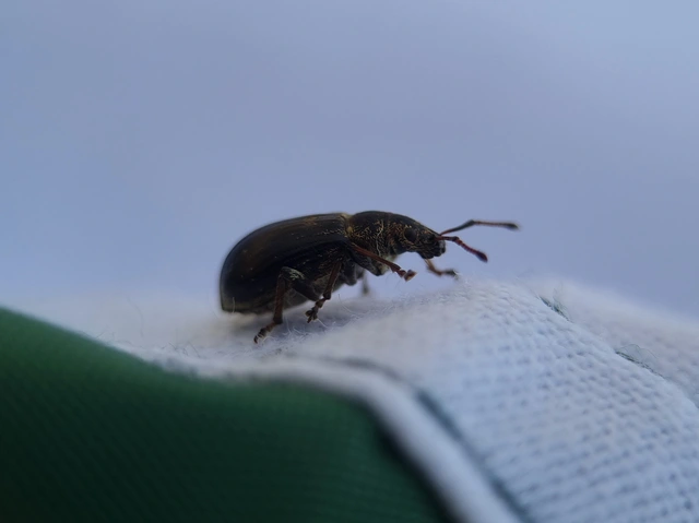 Phyllobius pyri - gyümölcsfa-levélormányos
