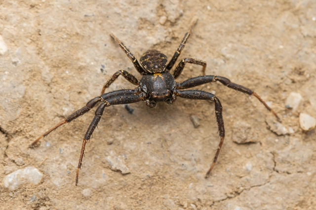 Xysticus