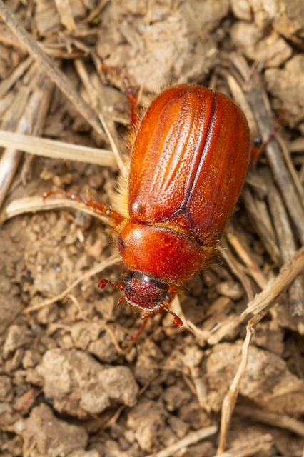 Holochelus aequinoctialis - tavaszeleji cserebogár