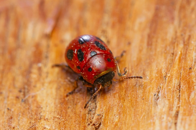 Gonioctena fornicata - közönséges lucernabogár Gonioctena fornicata - közönséges lucernabogár