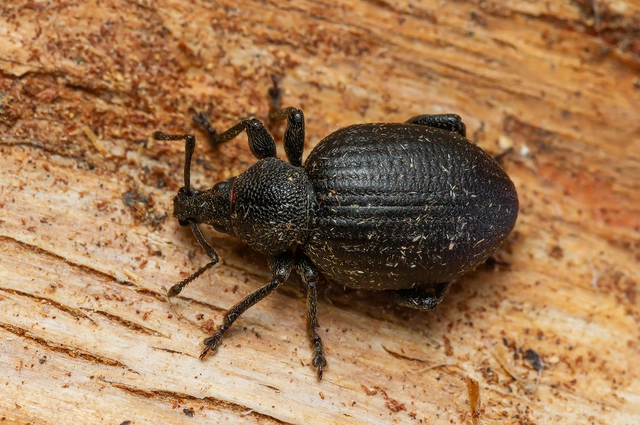 Otiorhynchus catenulatus - gyászos gyalogormányos