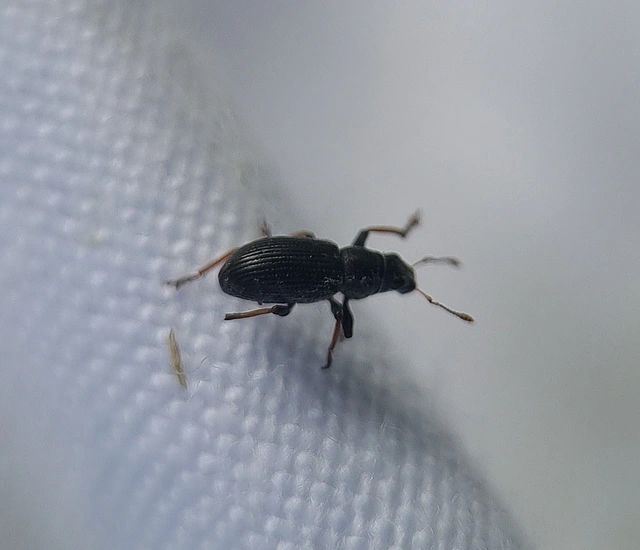 Sitona lateralis - iglice-csipkézőbogár