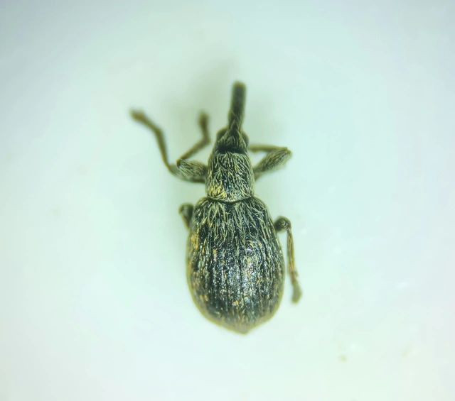 Trichopterapion holosericeum - gyertyánmag-cickányormányos Trichopterapion holosericeum - gyertyánmag-cickányormányos