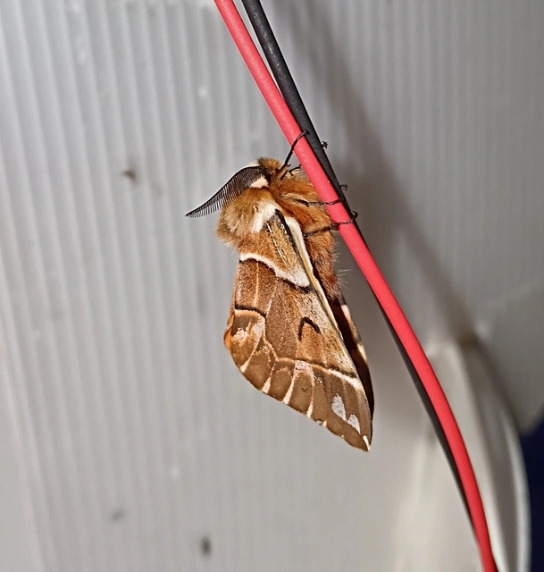 Endromis versicolora - tarkaszövő