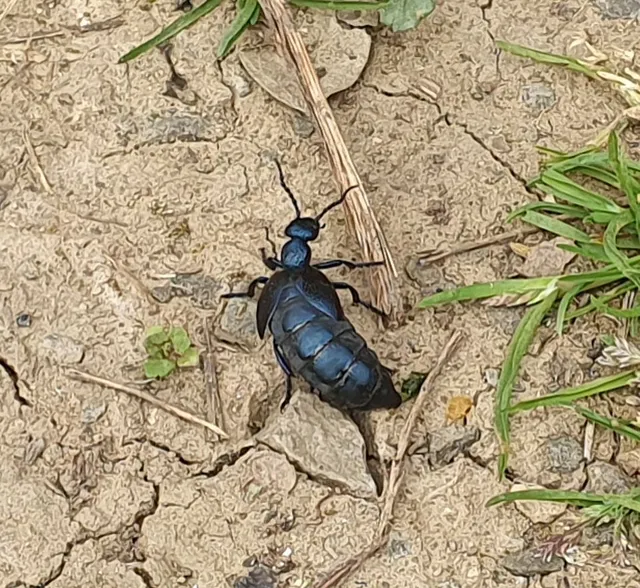 Meloe violaceus - kék nünüke