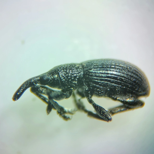 Ceratapion onopordi - szamárbogáncs-cickányormányos Ceratapion onopordi - szamárbogáncs-cickányormányos