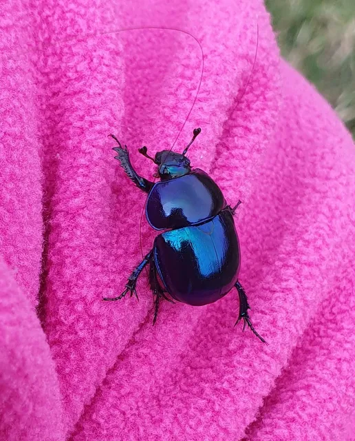 Trypocopris vernalis - tavaszi álganéjtúró
