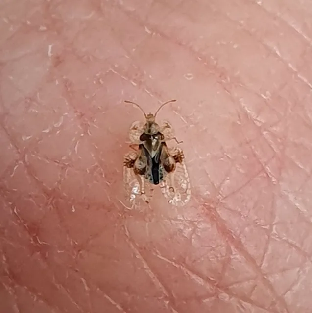 Corythucha arcuata - tölgy-csipkéspoloska