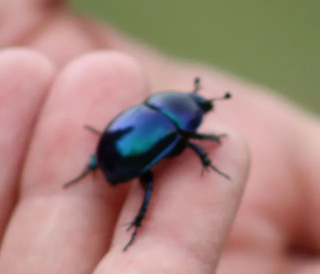 Trypocopris vernalis - tavaszi álganéjtúró