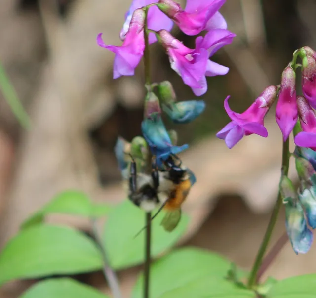 Bombus pascuorum - mezei poszméh
