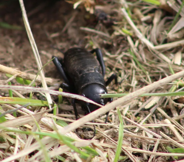 Gryllus campestris - mezei tücsök