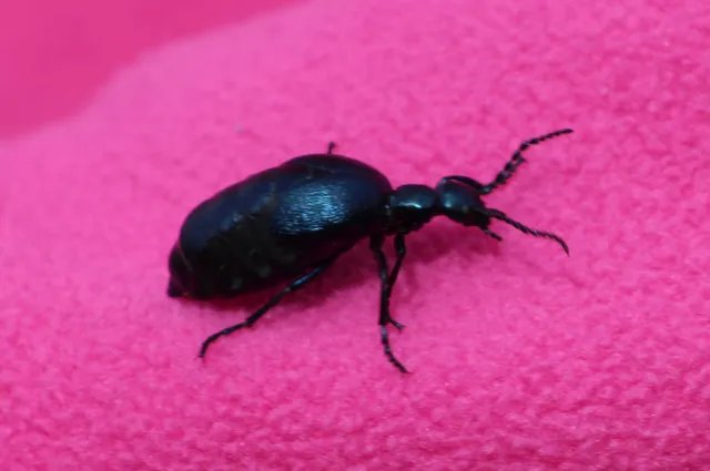 Meloe violaceus - kék nünüke