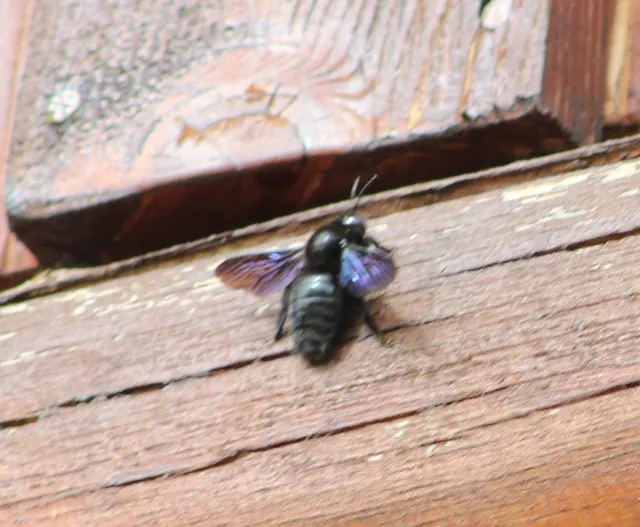Xylocopa