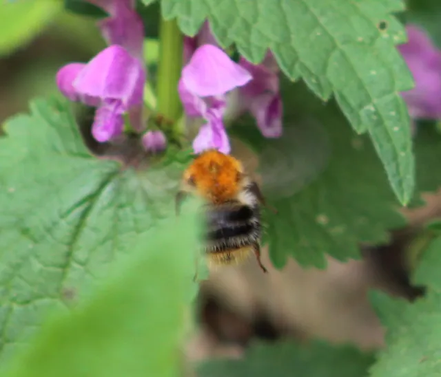Bombus pascuorum - mezei poszméh