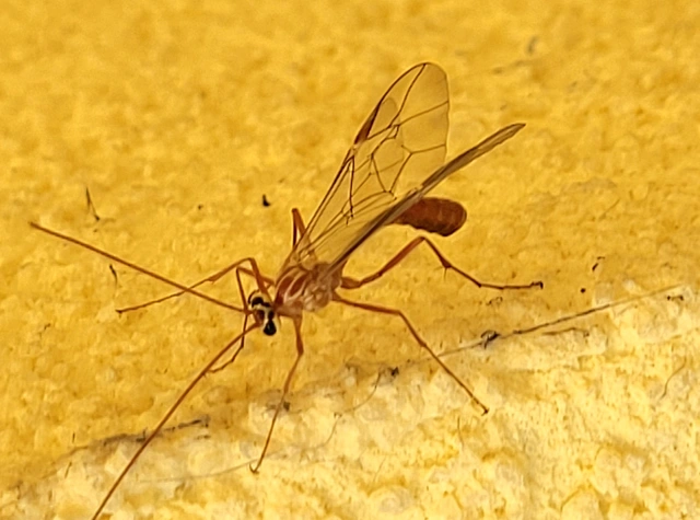 Ophion obscuratus