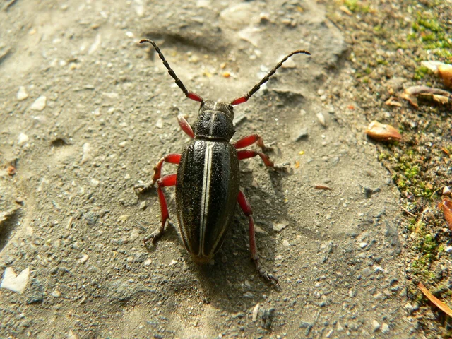Dorcadion pedestre - kétsávos gyalogcincér