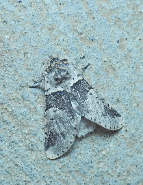 Furcula bifida - kis púposszövő