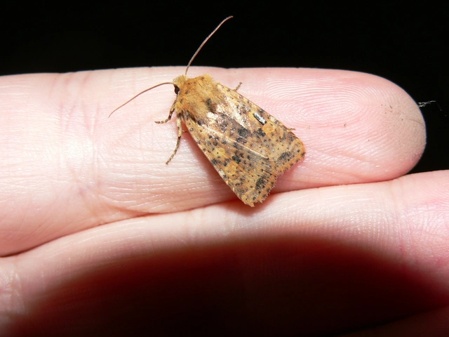 Conistra rubiginea - vörös őszibagoly