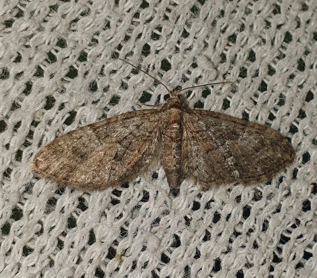 Eupithecia abbreviata - korai törpearaszoló