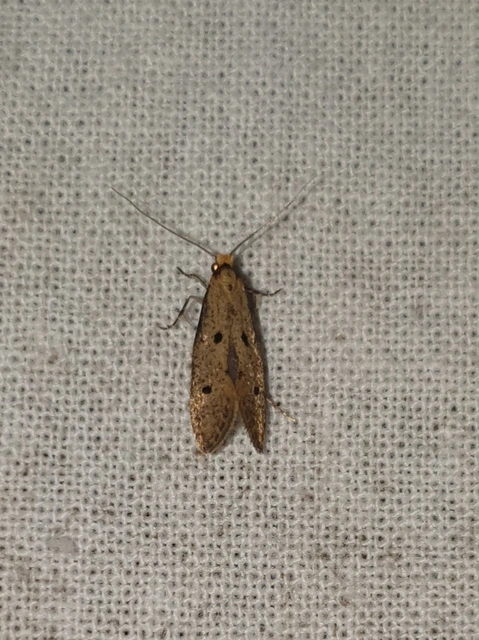 Tinea trinotella - hárompettyes fészekmoly