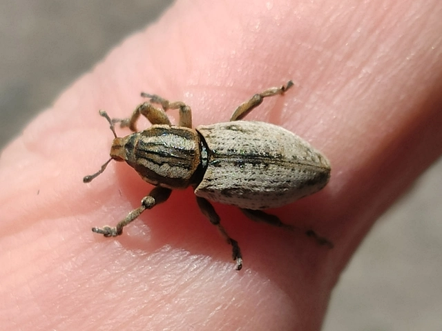 Pseudocleonus cinereus - hamvas barkó