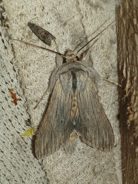 Cucullia chamomillae - székfű-csuklyásbagoly
