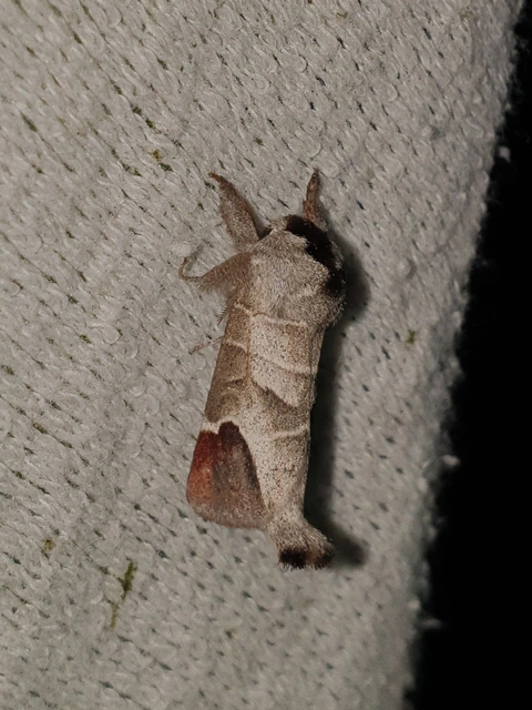 Clostera curtula - rövidszárnyú levélszövő