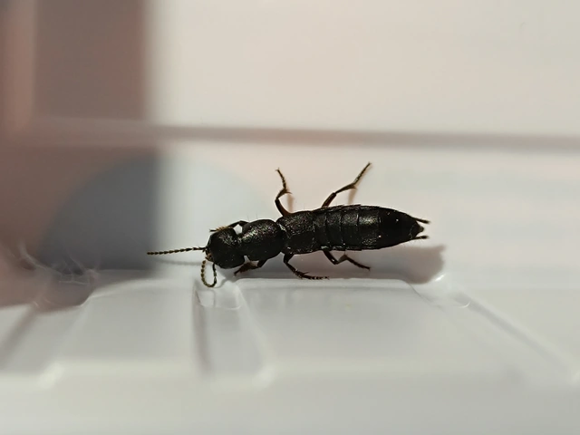 Ocypus nitens - fekete holyva