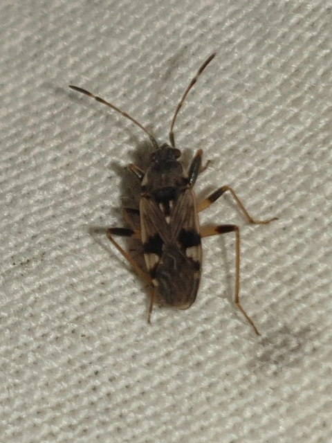 Beosus maritimus - homoki bodobács