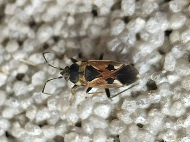 Rhyparochromus vulgaris - közönséges díszesbodobács