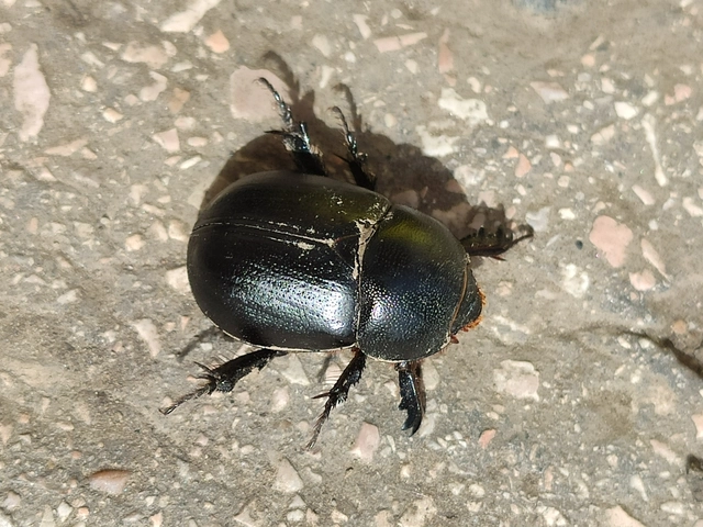 Pentodon idiota - butabogár