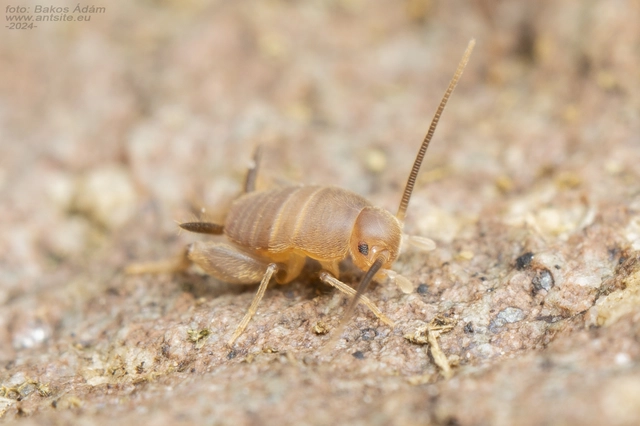 Myrmecophilus nonveilleri - Nonveiller-hangyásztücsök