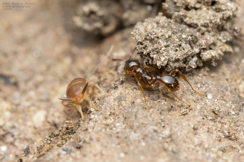 Myrmecophilus nonveilleri - Nonveiller-hangyásztücsök