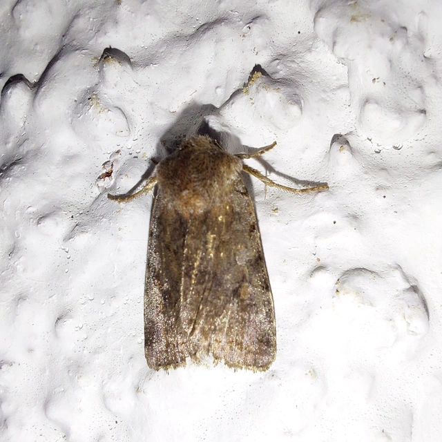 Cerastis rubricosa - vörhenyes tavaszibagoly