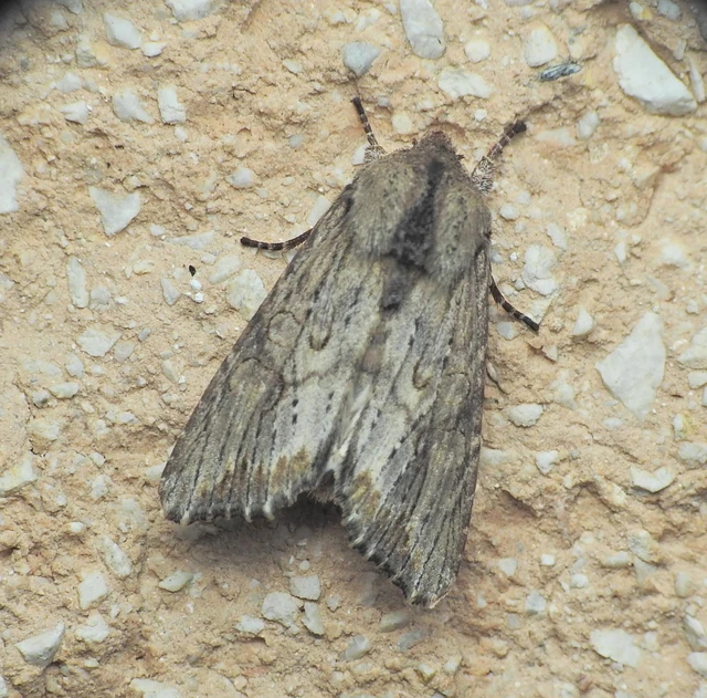 Egira conspicillaris - változékony szürkebagoly