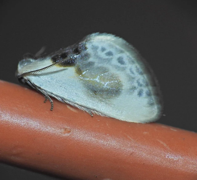 Cilix glaucata - törpe sarlósszövő