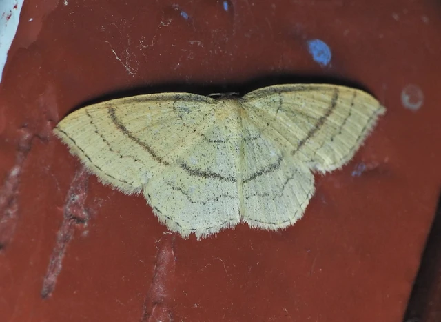 Cyclophora linearia - vonalas pettyesaraszoló
