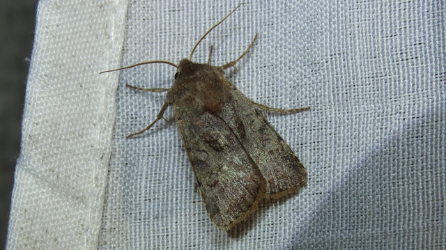Cerastis rubricosa - vörhenyes tavaszibagoly