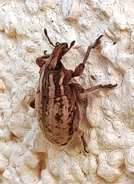 Pseudocleonus cinereus - hamvas barkó