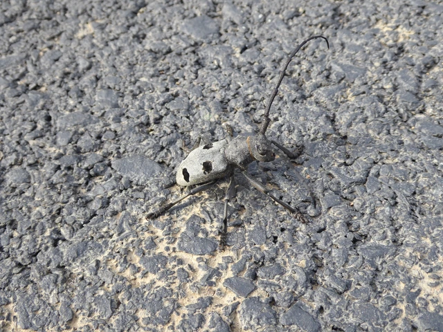 Morimus asper funereus - gyászcincér