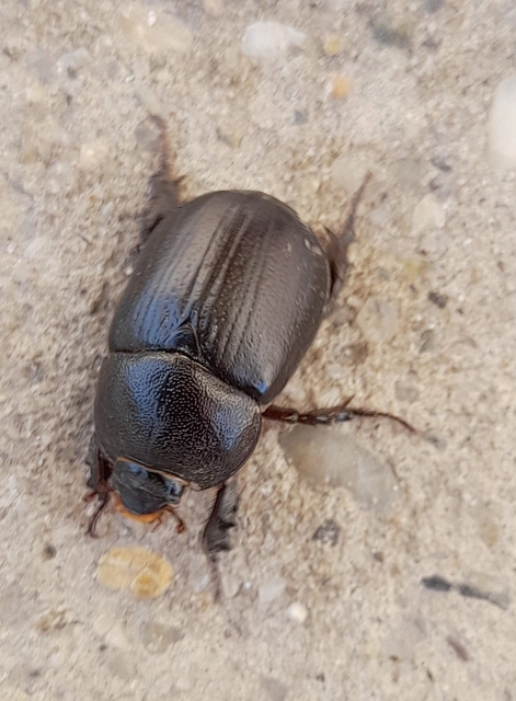 Pentodon idiota - butabogár