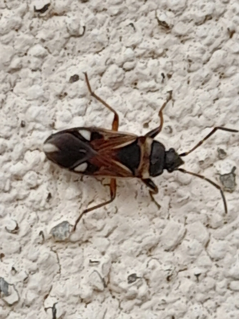 Raglius alboacuminatus - tarka díszesbodobács