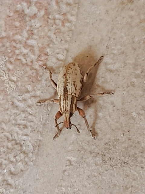 Pseudocleonus cinereus - hamvas barkó