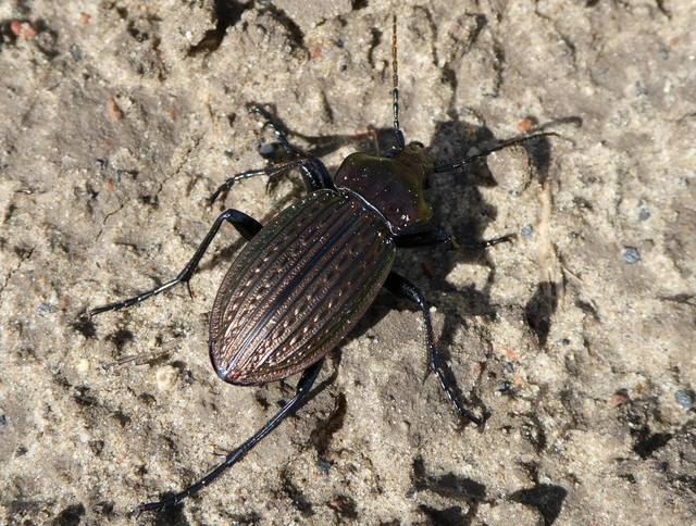 Carabus ulrichii - rezes futrinka Carabus ulrichii - rezes futrinka